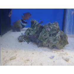 Diademichthys lineatus